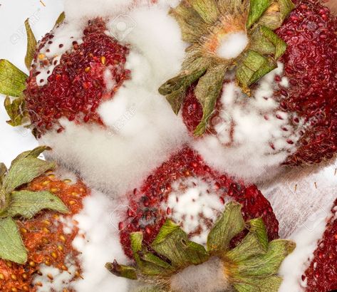 Rotten Strawberry, Green Refrigerator, Advanced Higher Art, Rotten Fruit, Growth And Decay, Food Issues, Art Alevel, Fruit Photography, Gcse Art