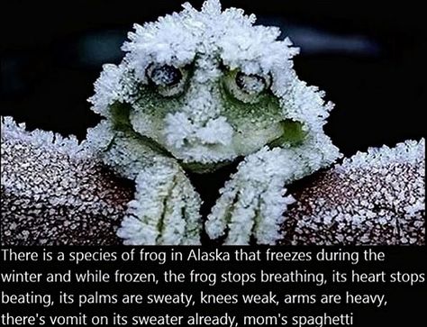 Eminem, frog, mom's spaghetti, Lose Yourself meme. ig @therealstanmitchell A Frog, Animal Facts, Very Interesting, True Facts, Animal Memes, Funny Facts, Mind Blown, Animals And Pets, Alaska