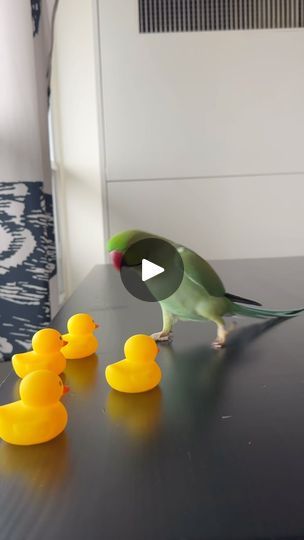 39K views · 14K reactions | That time last year when Darwin was doing interviews to fill the position of #1 girlfriend. 🦜🖤🦜
•
•
•
#bird #parrot #dance #birdgang #birdlife #parrotsofinstagram #birdwatching #birdlovers #birdsofinstagram #bird_brilliance #birdfreaks #parakeet #lovebirds #birds #parrots #parrotlover #birdie #birb | Sophia vallati | Portugal. The Man · Feel It Still Ring Necked Parakeet, Portugal The Man, Birds Parrots, Ring Neck, Bird Parrot, Cute Dog Photos, Green Ring, Birdwatching, Feel It