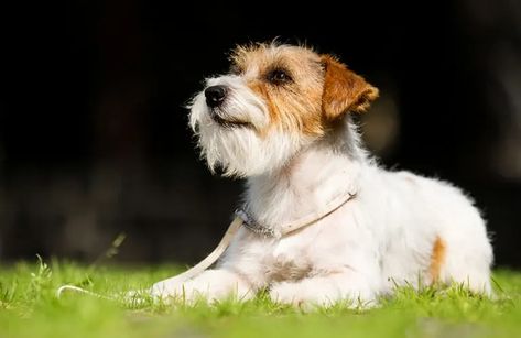 Long-Haired Jack Russell Terrier: Is There Such A Thing? Jack Russell Terriers, Jack Russell Terrier Puppies, Dead Hair, Types Of Coats, Eyes Problems, Types Of Dogs, Russell Terrier, Jack Russell Terrier, Terrier Dogs