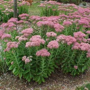 Sedum Autumn Joy, Architectural Plants, Victorian Gardens, Gravel Garden, Specimen Trees, Front Landscaping, Border Plants, Low Maintenance Garden, Plants Garden