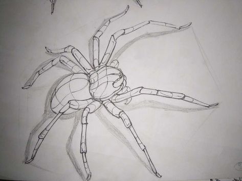 Check out LinaReed's art on DeviantArt! Anatomy Study Art, Spider Anatomy, Pencil Art For Beginners, Spider Animal, Scary Spider, Spider Illustration, Spider Drawing, Pet Spider, Study Art