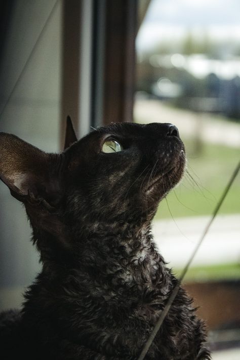 cat photography pet photoshoot cornish rex aesthetic green eyes brown cat animal Aesthetic Green Eyes, Pet Photoshoot, Animal Photoshoot, Cornish Rex, Rex Cat, Eyes Brown, Aesthetic Green, Pose References, Brown Cat