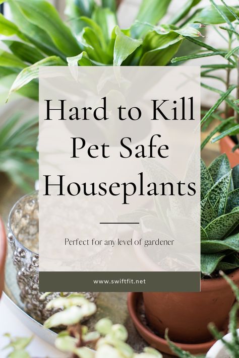 Pet Safe House Plants, Cat Safe House Plants, Inside House Plants, Houseplants Safe For Cats, Safe House Plants, Cat Safe Plants, Low Light House Plants, Easy House Plants, Plants Pet Friendly