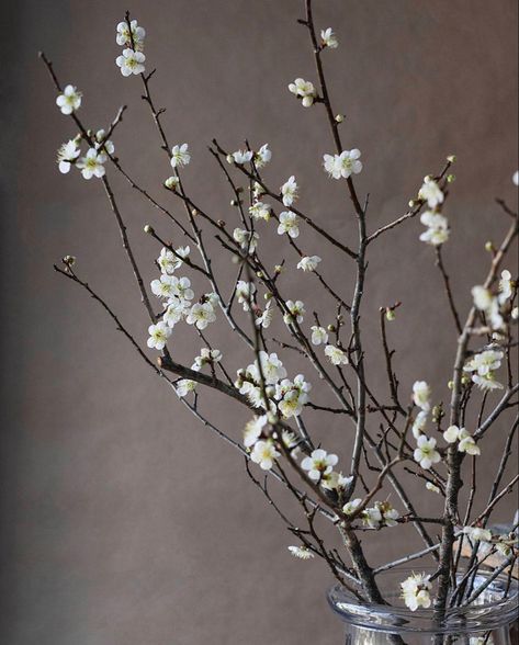 Flowering Branches, Greenery Arrangements, White Plum, Plum Blossoms, Plum Tree, Interior Plants, Plum Blossom, High Art, Wedding Floral