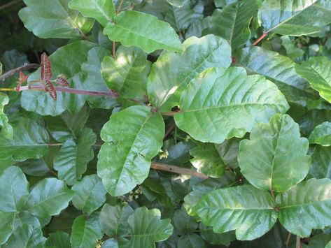 Poison Oak Plant, Tuberous Begonia, Poison Oak, Summer Bulbs, Lilac Bushes, Wildland Firefighter, Oak Leaves, Skin Cleanser Products, Soil