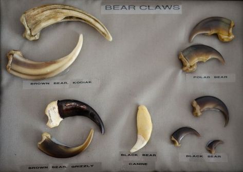 Animal Claws, Archery Releases, Petroglyphs Art, Claw Jewelry, Kodiak Bear, Hair Clay, Bear Hunting, Sleeping Bear, Leather Hides