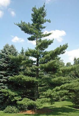 Types Of Pine Trees, Pinus Strobus, Pine Seeds, White Pine Tree, Eastern White Pine, Conifer Trees, Seed Pack, Tree Seeds, Evergreen Trees