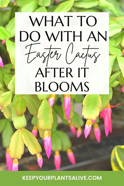 what to do with an easter cactus after it blooms Spring Cactus Care, Easter Cactus Care, Cactus Meaning, Xmas Cactus, Spring Cactus, Fancy Plants, Dreamy Gardens, Cactus House, Christmas Cactus Care