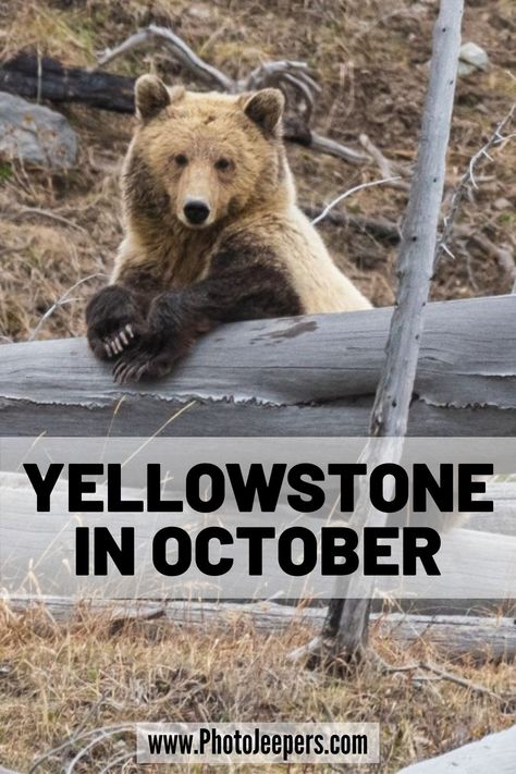 Guide to Yellowstone in October: waterfalls in Yellowstone, wildlife you'll see in October in Yellowstone, Yellowstone photography tips, what to pack for a trip to Yellowstone in October, where to stay near Yellowstone in October #nationalparks #yellowstone #falltravel #photojeepers Yellowstone Packing List Fall, Packing For Yellowstone In October, Yellowstone In October, Jackson Hole Wyoming October, Yellowstone Itinerary With Kids, Top Things To See In Yellowstone National Park, Yellowstone Hikes, Yellowstone Must See, Yellowstone Vacation Planning