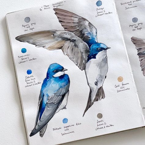 Polina Bright on Instagram: "More of tree swallows 🤍💙" Swallow Sketch, Watercolor Steps, Polina Bright, Tree Swallow, Pen Illustration, Watercolor Mixing, Bright Art, Botanical Painting, March 30