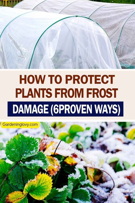 If you notice frozen water droplets on your growing vegetables, you must cover them to prevent them from freezing over. Read here to learn how to protect plants from frost Damage. Protect Plants From Frost, Garden Notes, Frozen Water, Gardening Plants, Water Droplets, Growing Vegetables, Tropical Plants, Vegetable Garden, You Must