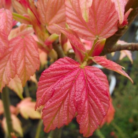 Acer pseudoplatanus 'Prinz Handjery' Tree Acer Garden, Windbreak Trees, Paper Snake, Autumn Fire, Sycamore Tree, Maple Trees, Ornamental Trees, Maple Tree, How To Grow Taller