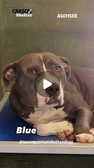 Saving Carson Shelter Dogs on Instagram: "✳️BLUE ✳️ID: #A5611588 ↩️Click
_______________________________________________
😢OWNER SURRENDER😢

💜🐾 Please FOSTER or ADOPT Today! 🐾💛

Sweet Blue is only a year old and he was surrendered to the shelter because he was too hyper. He’s just a puppy and all he wants to do is play. Please share.💖
_______________________________________________
🔹Pit Bull 🔹 AGE:1 years
🔹 male 🔹 ARRIVED:3/6
🔹 AVAILABLE ON: 3/6
🔹 Carson Shelter - 310-523-9566
🔹216 W Victoria St. Gardena, CA 90248
_______________________________________________
💗💗 WANNA FOSTER?  If you’re in LA, OC, San Bernadino or Riverside County and would like to apply to foster a Carson pup, please visit CarsonFosters.com to complete the online foster application. Thanks! 💚💚 💚Repost Rescue Dogs For Adoption, Dogs For Adoption, Wild Blueberries, Floppy Ears, Dog Eyes, Bully Breeds, Older Dogs, American Bully, Perfect Boy