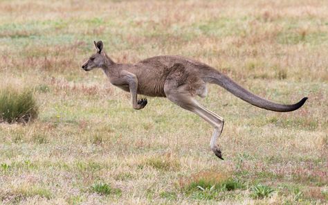 Kangaroo Photo, Kangaroo Image, Kangaroo Jumps, Animal References, Reference Pictures, Unique Animals, Animal Planet, Children's Book Illustration, Book Illustration