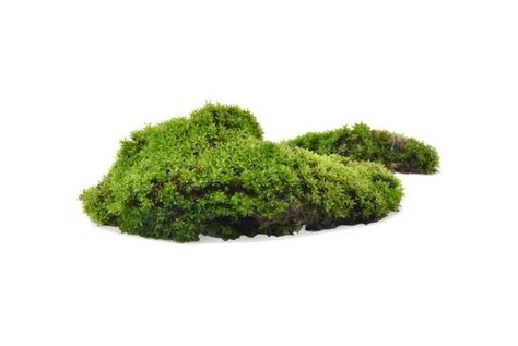 Green moss with grass isolated on white ... | Premium Photo #Freepik #photo #leaf #nature #earth #grass Moss Illustration Art, Editing Pack, Moss Plant, Earth Hour, Photoshop Design Ideas, Architecture Collage, Dubai Mall, Collage Design, Leaf Nature