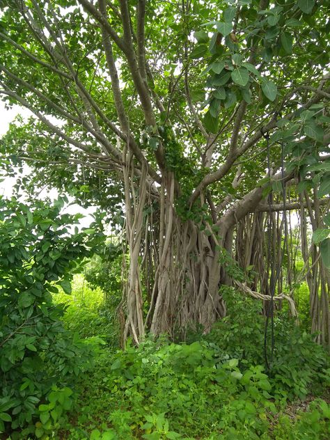 Peepal tree Peepal Tree, Tree Aesthetic, Tree Of Life Art, Tree Photography, Life Art, Tree Of Life, Mother Nature, Photography, Quick Saves