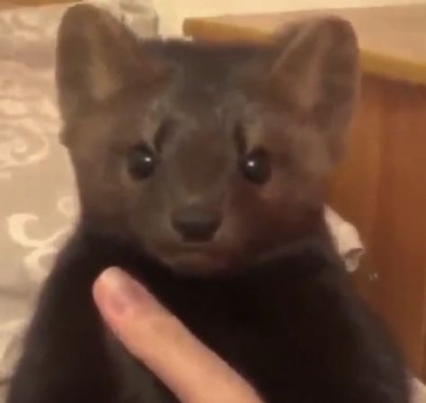 a sable giving a neutral face Sabel Animals, Sable Animal, Pine Martens, Eminem Funny, Russian Sable, Pine Marten, Black Puppy, Teddy Dog, Cute Reptiles