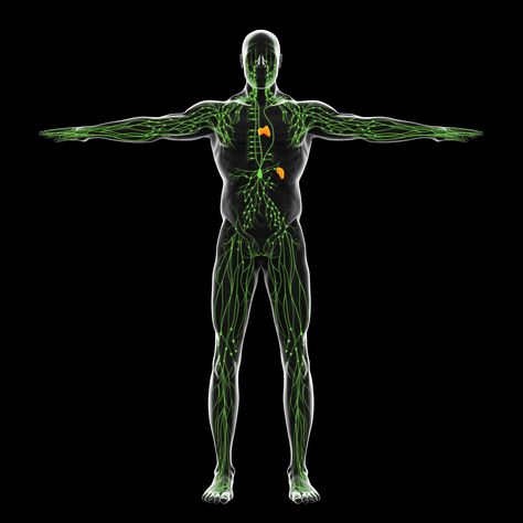 The human body is an incredibly designed machine, and mechanical processes such as those in the lymphatic system play major roles Polymer Science, Ear Reflexology, Lymph Vessels, Regenerative Medicine, Hand Hygiene, Lymph Nodes, Cardiovascular System, Cardiovascular Disease, Natural Sugar