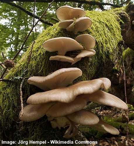 21 Mushrooms that Grow On Trees (with Pictures): Identification Guide Foods For Diet, Mushroom Gathering, Mushroom City, Mushrooms Edible, Big Mushroom, Beautiful Mushrooms, Mushroom Identification, Mushroom Varieties, Chicken Of The Woods