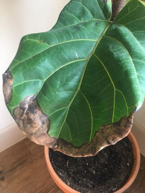 The Ultimate Photo Identification Guide to Fiddle Leaf Fig Brown Spots Fiddle Fig Tree, Fiddle Leaf Fig Care, Fiddle Leaf Tree, Fig Plant, Fiddle Fig, Plant Care Houseplant, Fiddle Leaf Fig Tree, Ficus Lyrata, Dry Plants