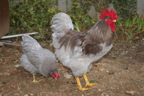 Blue Plymouth Rock Chickens | Upload a Photo! Get £1 for each one we use. Blue Plymouth Rock Chicken, Plymouth Rock Chicken, Best Laying Chickens, Leghorn Chickens, Worshiping God, Laying Chickens Breeds, Brown Egg, Best Egg Laying Chickens, Laying Chickens