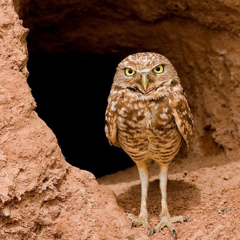 Listen to Burrowing Owls Hiss Like Rattlesnakes | Audubon Desert Owl, Nocturnal Birds, Bird Barn, Owl Images, Burrowing Owl, Owl Tattoo Design, Owls Drawing, Owl Bird, Owl Print