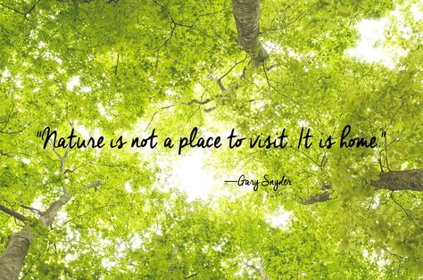 24 Of The Most Beautiful Quotes About Nature Short Nature Quotes, Nature Quotes Trees, The Most Beautiful Quotes, Quotes About Nature, Most Beautiful Quotes, Nature Quotes Inspirational, Nature Quotes Adventure, Trees Beautiful, Tree Quotes