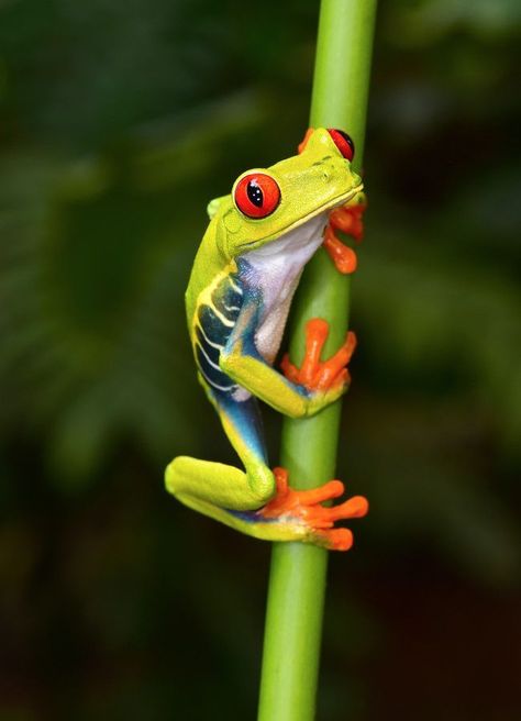 Red Eyed Tree Frog, Tree Frog, Green, Photography, Red