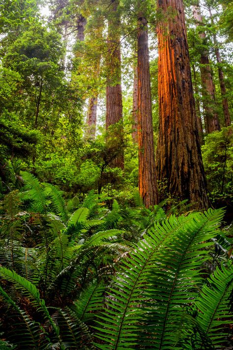 Prairie Creek Redwoods State Park, Humboldt County California, Coastal Redwood, Weird Trees, Ethereal Light, Humboldt County, Temperate Rainforest, Redwood Tree, Redwood Forest