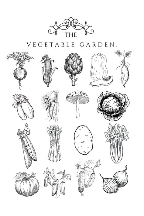 Vegetable Drawing, Herb Art, Vegetable Illustration, Moody Art, Garden Drawing, Vintage Drawing, Fruit Painting, Picture Collage Wall, Print Ideas