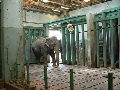 Animal Enclosures, Animal Signs, Zoo Architecture, Zoo Ideas, Animal Illustration Art, Save The Elephants, Asian Elephant, Zoo Animal, Pet Signs