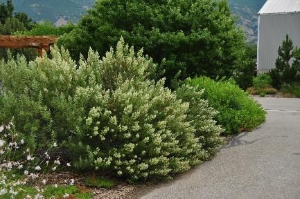 Collecting Plants on Public Lands for Utah Landscaping | USU Utah Native Flowers, Utah Native Landscaping, Low Water Landscaping, Endangered Plants, Native Plant Gardening, Water Wise, Forest Service, Wild Plants, Mother Plant