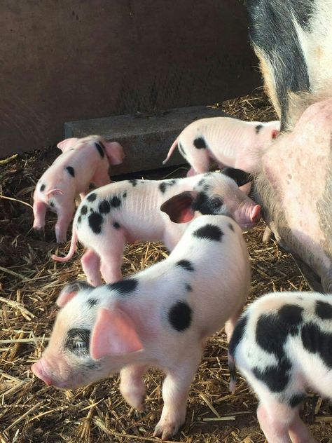 Pigs Aesthetics Farm, Farm Pets, Pig Farm, Baby Pig, Baby Farm Animals, Farm Lifestyle, Mini Pigs, Perfectly Timed Photos, Baby Pigs