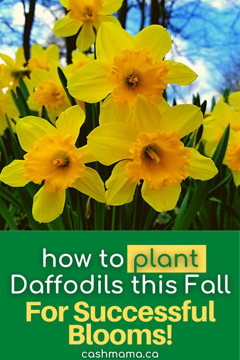 Planting Daffodils, Planting Daffodil Bulbs, Garden List, Fall Bulb Planting, Daffodils Planting, Modern Gardens, Planting Tips, Fall Bulbs, Daffodil Bulbs