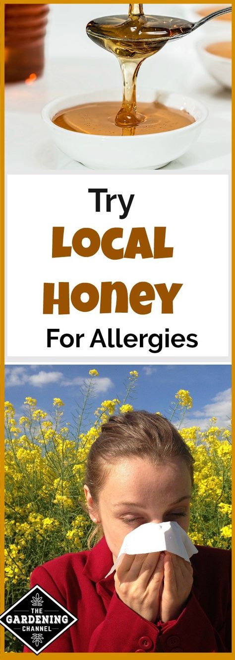 Local honey can be used for allergies. Learn how to find it and be on your way to spending allergy free time in your garden. Honey For Allergies Local, Honey For Allergies, Sinusitis Remedies, Allergies Remedies, Remedies For Chest Congestion, Chest Congestion Remedies, Congestion Remedies, Keeping Bees, Bee Stuff