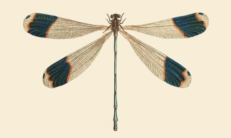 A dragonfly: weigher of souls | Helen Sullivan | The Guardian Vintage Dragonfly Illustration, Dragonfly Illustration, Old Prints, Dragonfly Wall Art, Dragonfly Print, Vintage Dragonfly, Dragonfly Prints, Dragonfly Tattoo, Dragonfly Art