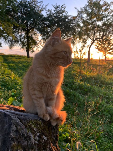 Orange Tabby, Orange Cat, Orange, Animals