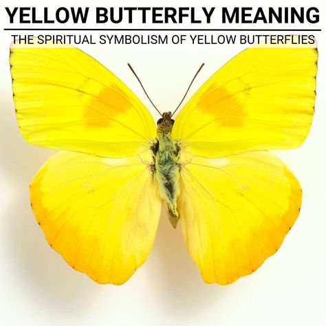 Yellow Butterfly Spiritual Meaning, Yellow Butterfly Tattoo Ideas, Yellow Symbolism, Yellow Butterfly Painting, Monarch Butterfly Meaning, Yellow Butterfly Meaning, Butterfly Spiritual, Yellow Meaning, Yellow Butterfly Tattoo