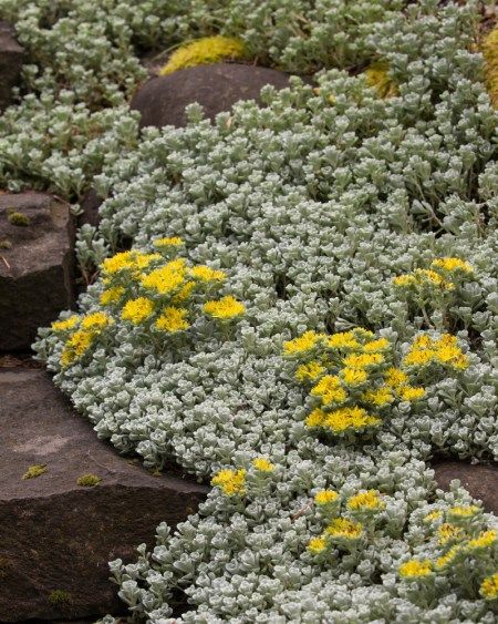 Native Ground Cover, Sedum Ground Cover, Succulent Ground Cover, Ground Covers, Ground Covering, Wildlife Garden, Low Light Plants, Wildlife Gardening, Ground Cover Plants