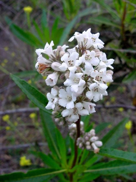 Eriodictyon angustifolium. Yerba Santa Yerba Santa, Plant Life