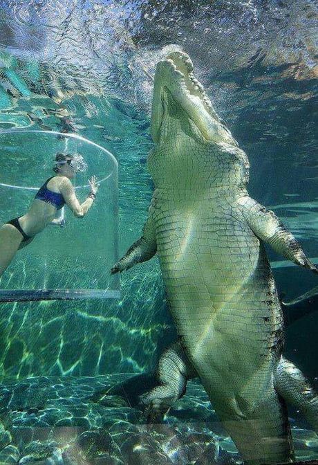 Size Comparison of a saltwater crocodile with a human. 9GAG Giant Animals, Saltwater Crocodile, Clydesdale, Crocodiles, Reptiles And Amphibians, Amphibians, 귀여운 동물, Sea Creatures, Animal Kingdom