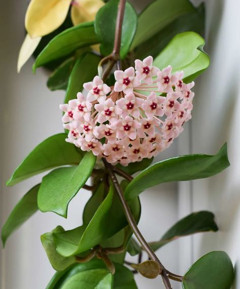 How to propagate hoya – for more of these flowering houseplants Propagate Hoya, Garden Shears, Mini Greenhouse, New Roots, Root System, Perfect Plants, Fragrant Flowers, Plant Nursery, Horticulture