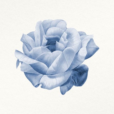 Flower vintage illustration psd, remixed from public domain images | premium image by rawpixel.com / Adjima Foods To Draw, Rose Flower Aesthetic, Blue Flower Illustration, Blue Flower Png, Watercolor Flowers Png, Dress Outline, Aesthetic Watercolor, Logos Graphic Design, Blue Png