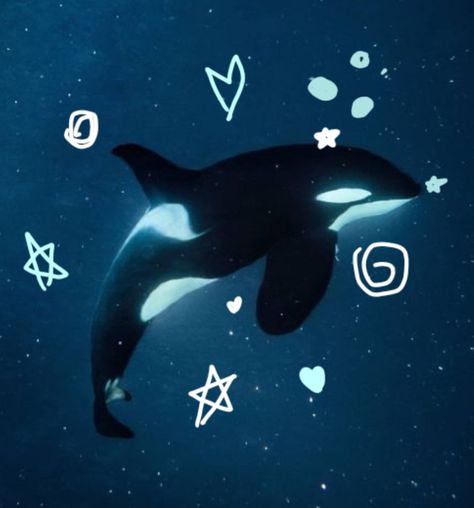 Pfp Ocean, Cool Sea Creatures, Aquarium Pictures, Underwater Wallpaper, Shark Pictures, Arte Monster High, Cute Pfp, Beautiful Sea Creatures, Orca Whales