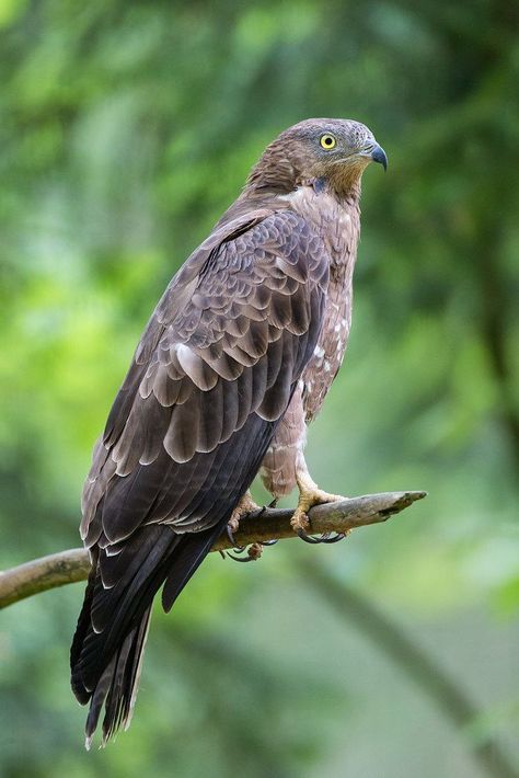 Wasps And Hornets, Honey Buzzard, Disney Garden, Small Mammals, Tropical Africa, Europe Continent, Buzzard, Extinct Animals, Hornet