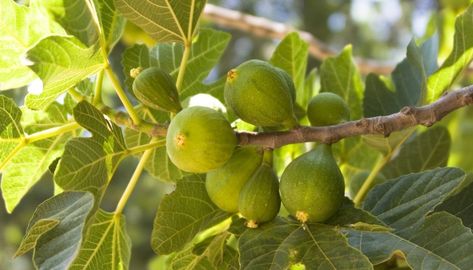 Celeste Fig Tree: Full Planting & Growing Guide for Success - Rennie Orchards Celeste Fig Tree, Fig Varieties, Fig Fruit, Fig Plant, Western Asia, Fast Growing Trees, Green Fruit, Tree Care, Fig Tree