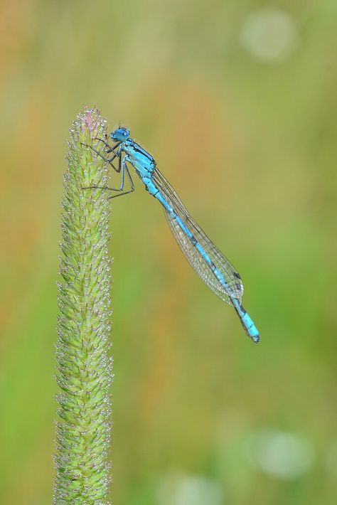 Common Blue Damselfly ( male ) Blue Damselfly, Damselflies, Colorful Places, Arachnids, Weird And Wonderful, Dragonflies, Wonders Of The World, Bugs, Insects