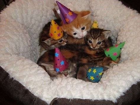 These kittens who threw the cutest birthday party in the universe. | 39 Overly Adorable Kittens To Brighten Your Day Kitten Party, Fun Animals, National Cat Day, Kitten Birthday, Kitten Photos, Kitten Pictures, Animal Photos, Cat Party, Kitty Cats