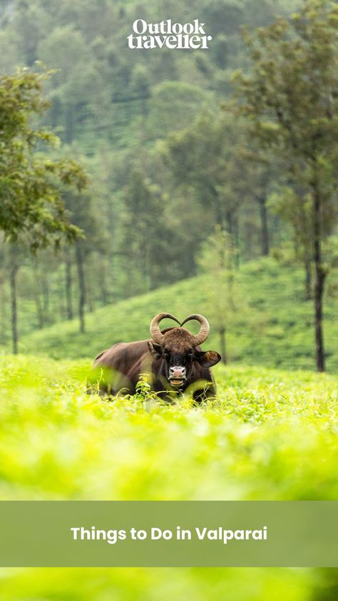 #OutlookTraveller #Tamilnadu #Tamilnadutourism #Valparai #hillstation #weekendgetaway #summerholiday #summervacation India Cricket Team, Friend Poses Photography, Hill Station, Friend Poses, Cricket Team, South India, The Chaos, Photography Nature, Plan Your Trip